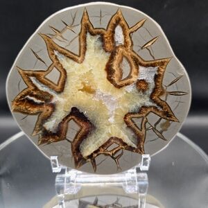 Septarian slab Utah #7